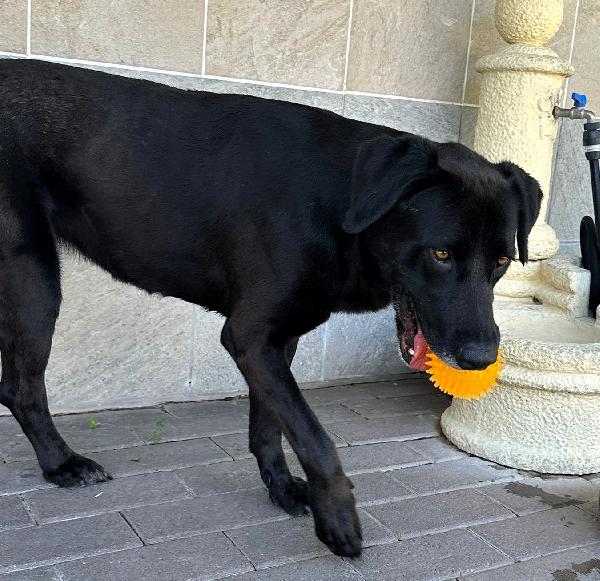 ELIJA BELLISSIMA LABRADOR Foto 4